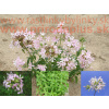 Mydlica lekárska – (Saponaria officinalis L.)