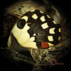 Ossicles - Music For Wastelands / Vinyl [LP]