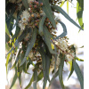 Eukalyptus Lemon Bush - Eucalyptus gunnii - semená - 10 ks