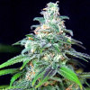 Ministry of Cannabis - Auto Mandarin Haze 10 ks - Semená neobsahujú THC.
