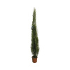 Cyprus vždyzelený FloraSelf Cupessus sempervierens 'Pyramidalis' výška 130–150 cm kvetináč 5 l