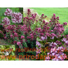 Pamajorán obyčajný-(Origanum vulgare L.)