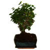 Izbová bonsai - Sagerethia thea 301