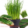 Pažítka obyčajná „Pražská“ - (Allium schoenoprasum L.)