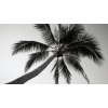 Obraz – Palma Čiernobiely – AiArt 16:9