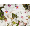 Plamienka šidlovitá Amazing Grace- Phlox subulata Amazing Grace (kontajner p
