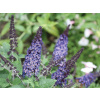 Buddleja modrá, oranžová sadenica v nádobe s objemom 2-3 l