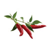 Kapsuly na pestovanie chilli papričiek 3 ks SGR6X3