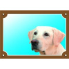 Dafiko Tabulka Tady hlídám! Labradorský retriever světlý 1ks
