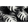 Obraz – Monstera Čiernobiely – AiArt 16:9