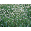 Pechava vápnomilná - Sesleria caerulea (kontajner p9)
