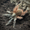 Psalmopoeus victori Pár