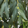 Eukalyptus riečny River Red Gum - Blahovičník - Eucalyptus camaldulensis - osivo eukalyptu - 10 ks