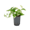 Scindaptus marble queen Hanger pots. 15/19 výška 35 cm
