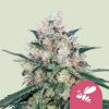 Royal Queen Seeds Medový krém zo semien kanabisu – rýchlo feminizovaný 1 pcs