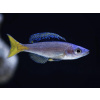 Aquascaperi Cichlida žltochvostá - Cyprichromis / leptosoma mpulungu