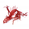 Halymenia durvillei (Dragons breath)