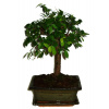 Zelkova 306 - izbové bonsaje