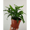Parproć kangurza Microsorum Diversifolium 30 cm (Parproć kangurza Microsorum Diversifolium 30 cm)