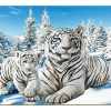Diamentový výšivka - Snehový tiger