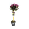 Vajgélia na kmienku tmavočervená FloraSelf Weigela florida 'Minor Black' výška kmeňa 50 cm kvetináč 3 l