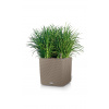 Lechuza geobra Kvetináč Lechuza Cube Cottage all-in-one set Farba: Béžová/Krémová, Veľkosť: 50 (50 x 50 / 50 cm)