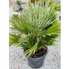 Chamaerops humilis Vulcano výška s kvetináčom 125cm, -14°C