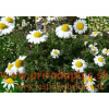 Ruman rímsky - Harmanček rímsky (Anthemis nobilis L., Chamaemelum nobile L.)