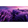 Obraz – Levanduľové Pole Príroda – AiArt 16:9