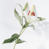 Ekokoza Green Lily, 10 ml