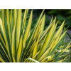 Juka vláknitá Golden Sword - Yucca filamentosa Golden Sword (kontajner C3)