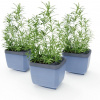 Gusta Garden Herbs Buddy samozavlažovací kvetináč antracit, 3ks v balení GG-123F11