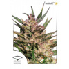 Dutch Passion Passion 1 neobsahuje THC 10 ks