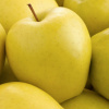 Jablone Golden Delicious, sadenica s holým koreňom, 140-150 cm (GOLDEN DELICIOUS jabloň, šťavnaté, chrumkavé ovocie)