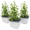 Gusta Garden Herbs Buddy samozavlažovací kvetináč, biely, 3ks v balení GG-124F11