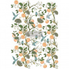 Transfer Orange grove