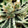 Ministry of Cannabis - Mandarin Haze 10 ks - Semienka neobsahujú THC
