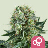 Royal Queen Seeds Feminizované semená kanabisu Bubble Kush 3 pcs