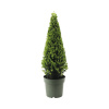 Cezmína vrúbkovaná pyramída FloraSelf Ilex crenata 'Jenny' priemer cca 55 cm kvetináč 4 l