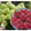 Hortenzia Metlinatá 'Petite Flori'®- Hydrangea paniculata 'Petite Flori'®