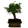 Zelkova 308 - izbové bonsaje