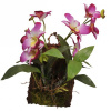 Lucky Reptile Jungle Plants Závesná orchidea purpurová 20x30 cm purpurová cca 20x30 cm