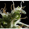 Green House Seeds Hawaiian Snow neobsahuje THC 5 semen