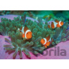 Clown Fishes - Clementoni