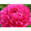 Pivonka čínska 'Kansas' - Paeonia lactiflora 'Kansas'