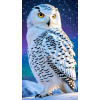 Diamantové malování Norimpex 40x30 cm Majestátní sněžná sova