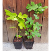 Figovník jedlý (Ficus carica ´Ronde de Bordeaux´) veľkosť 40-60cm