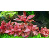 AQZ Alternanthera reineckii 'Rosanervig' Rastliny: /in-Vitro LAB Ø 11 cm/