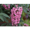 Komule Davidova Pink Cascade (kontajner p9)