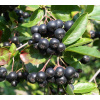 Jarabina čierna - Aronia mitschurinii ´Amit´